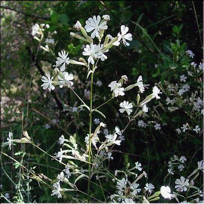 silene_italica1