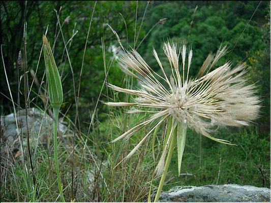 tragopogon_porrifolius