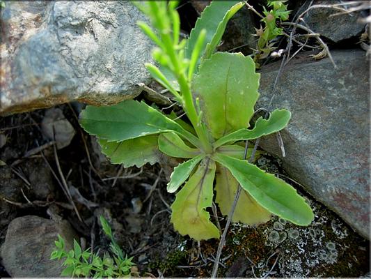 anarrhinum_bellidifolium185