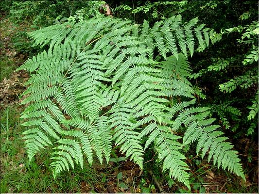 pteridium_aquilinum6516