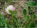 Trifolium_nigrescens8972